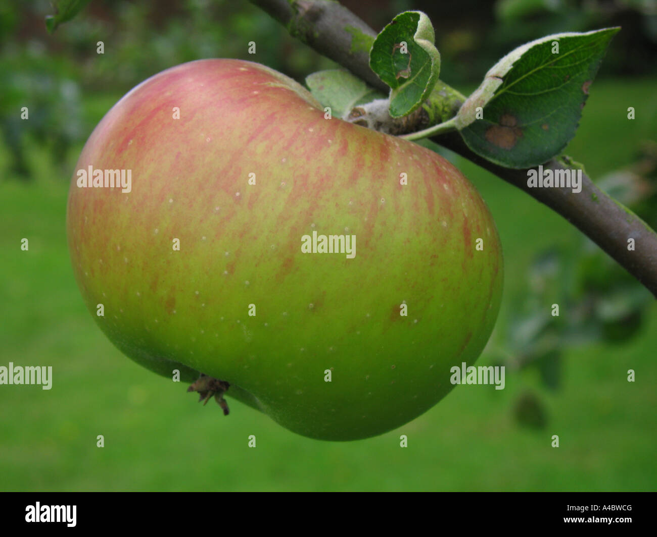 Apple growing in orchard at Chartwell Westerham Kent UK Stock Photo Alamy