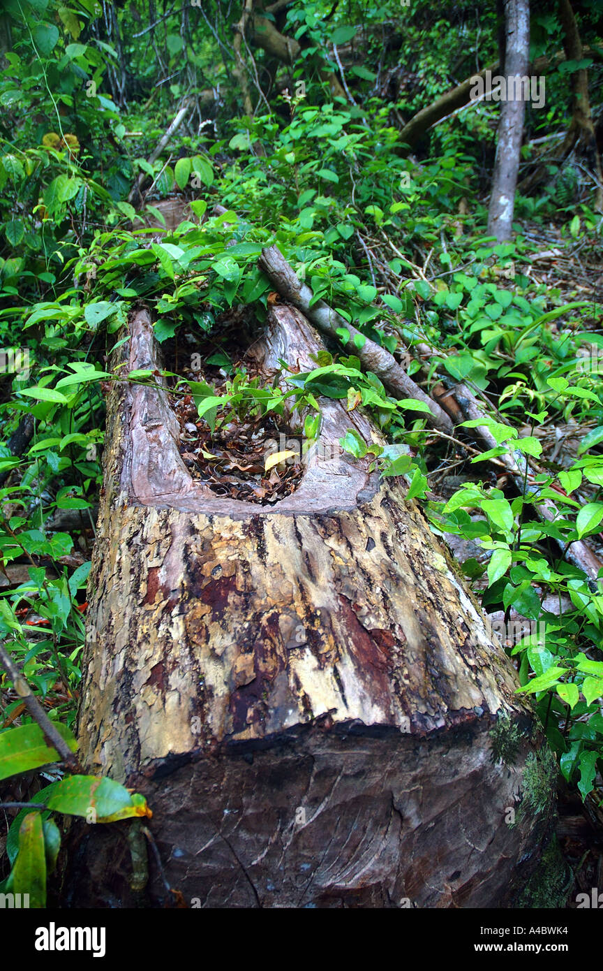 Rainforest hardwood tree that has been felled and begun to be turned into a dugout canoe Stock Photo