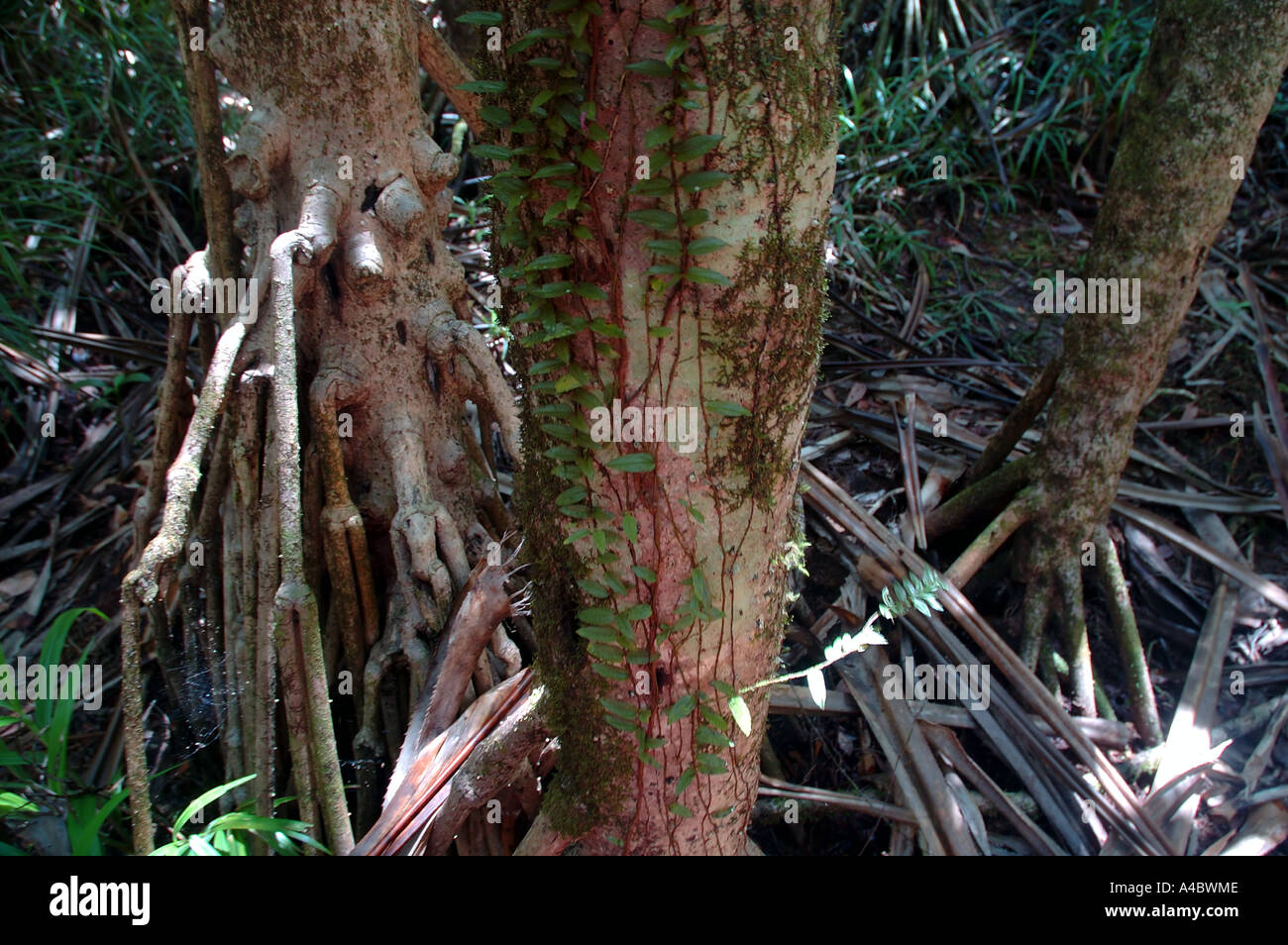 Pandanus sp trees in rare swampy littoral forest habitat Masoala
