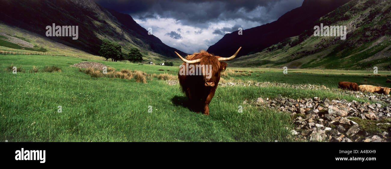 Highland Cow in Glen Coe Highlands of Scotland UK Stock Photo - Alamy