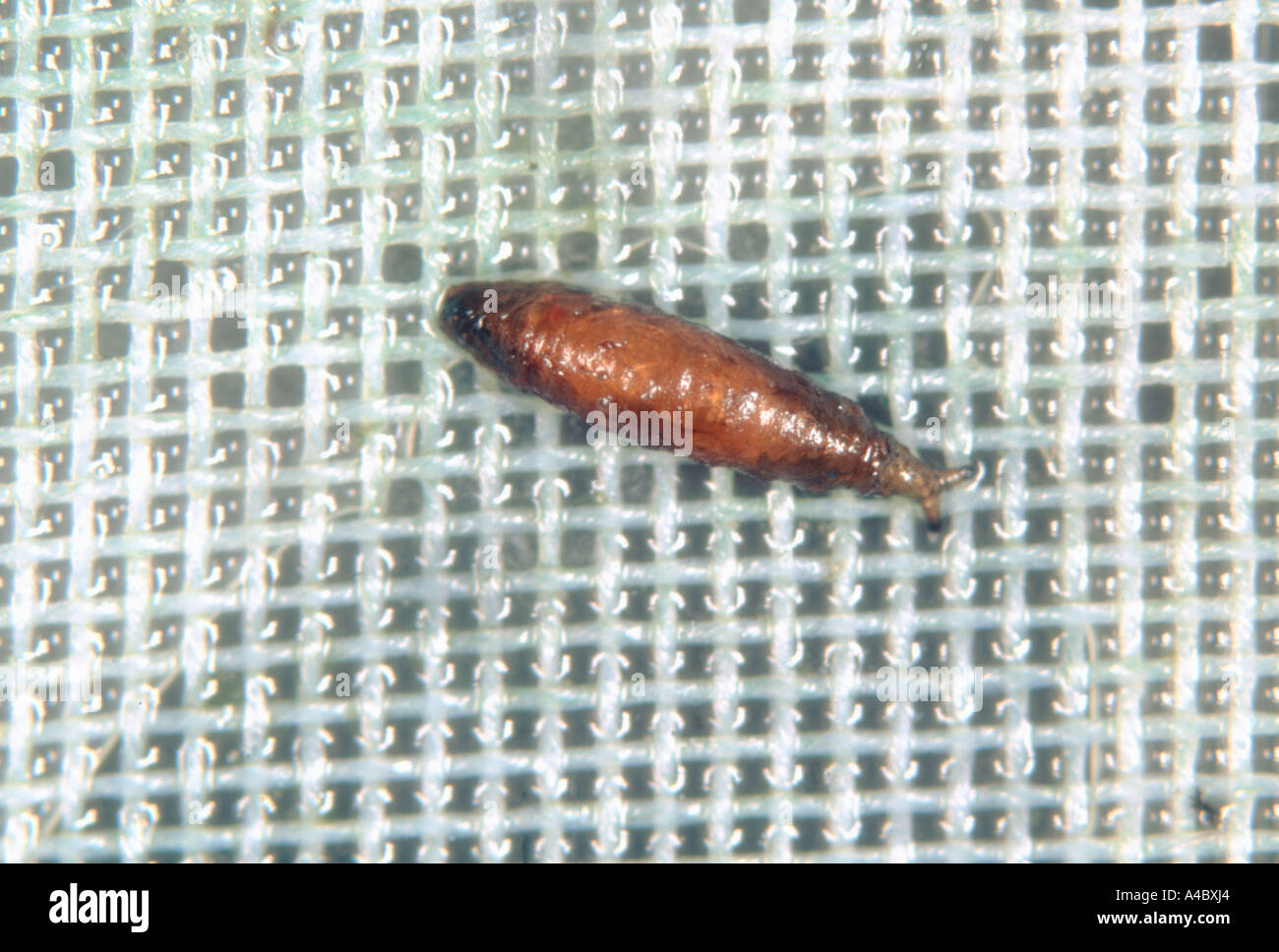 Shore fly or fungus fly Scatella stagnalis pupa on glasshouse mesh Stock Photo