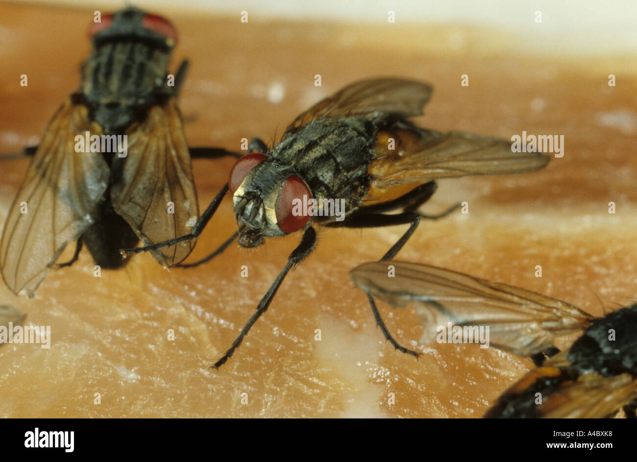 Housefly or house fly Musca domestica feeding on meat Stock Photo