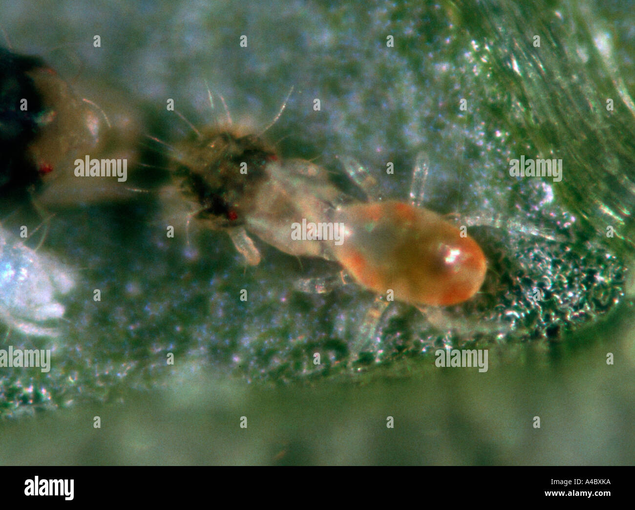 Predatory mite Typhlodromus pyri feeding on Panonychus ulmi prey mite Stock Photo