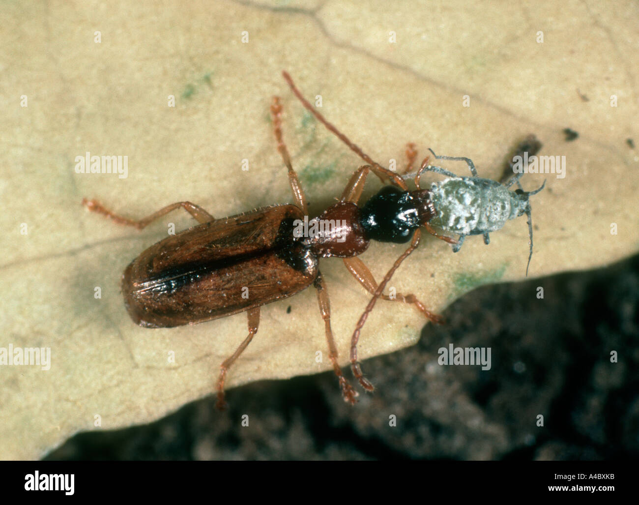 Predatory ground beetle Demetrias atricapillus with aphid prey Stock Photo