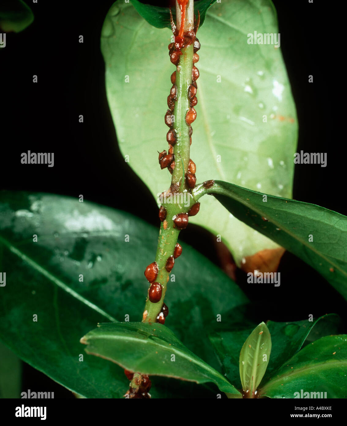 Brown scale insect Parthenolecanium corni colony on woody houseplant Stock Photo