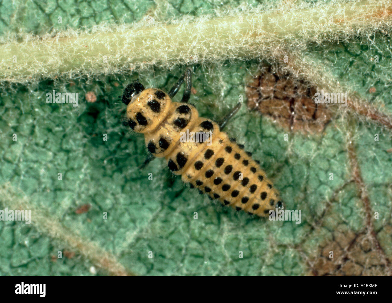 Twenty two spot ladybird (Psyllobora virgintiduopunctata) larva on apple leaf Stock Photo