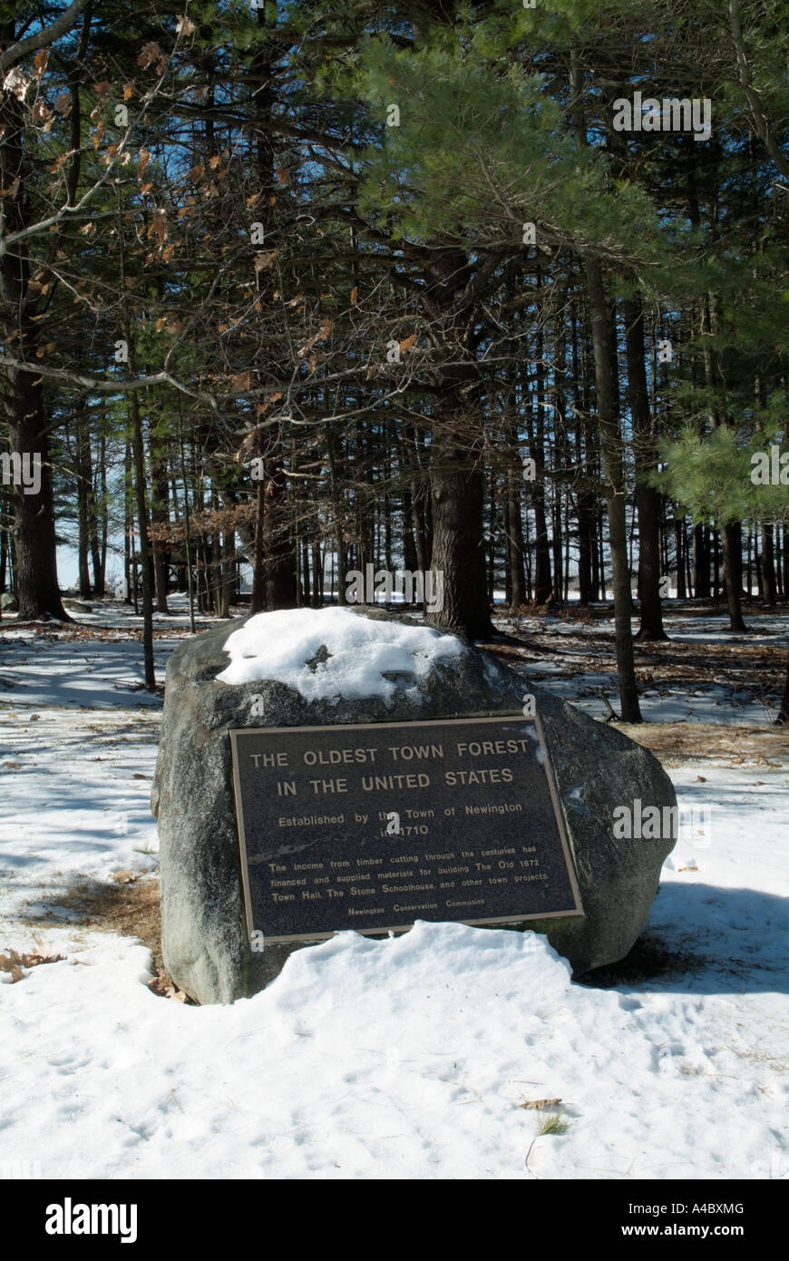 Newington, New Hampshire USA, Oldest Town Forest, New England Stock