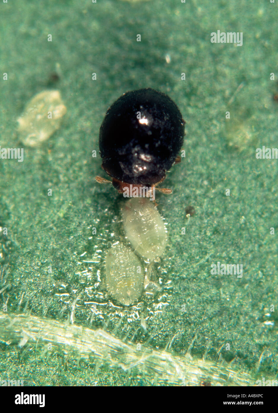 Predatory ladybird Delphastus catalinae feeding on whitefly scales Stock Photo