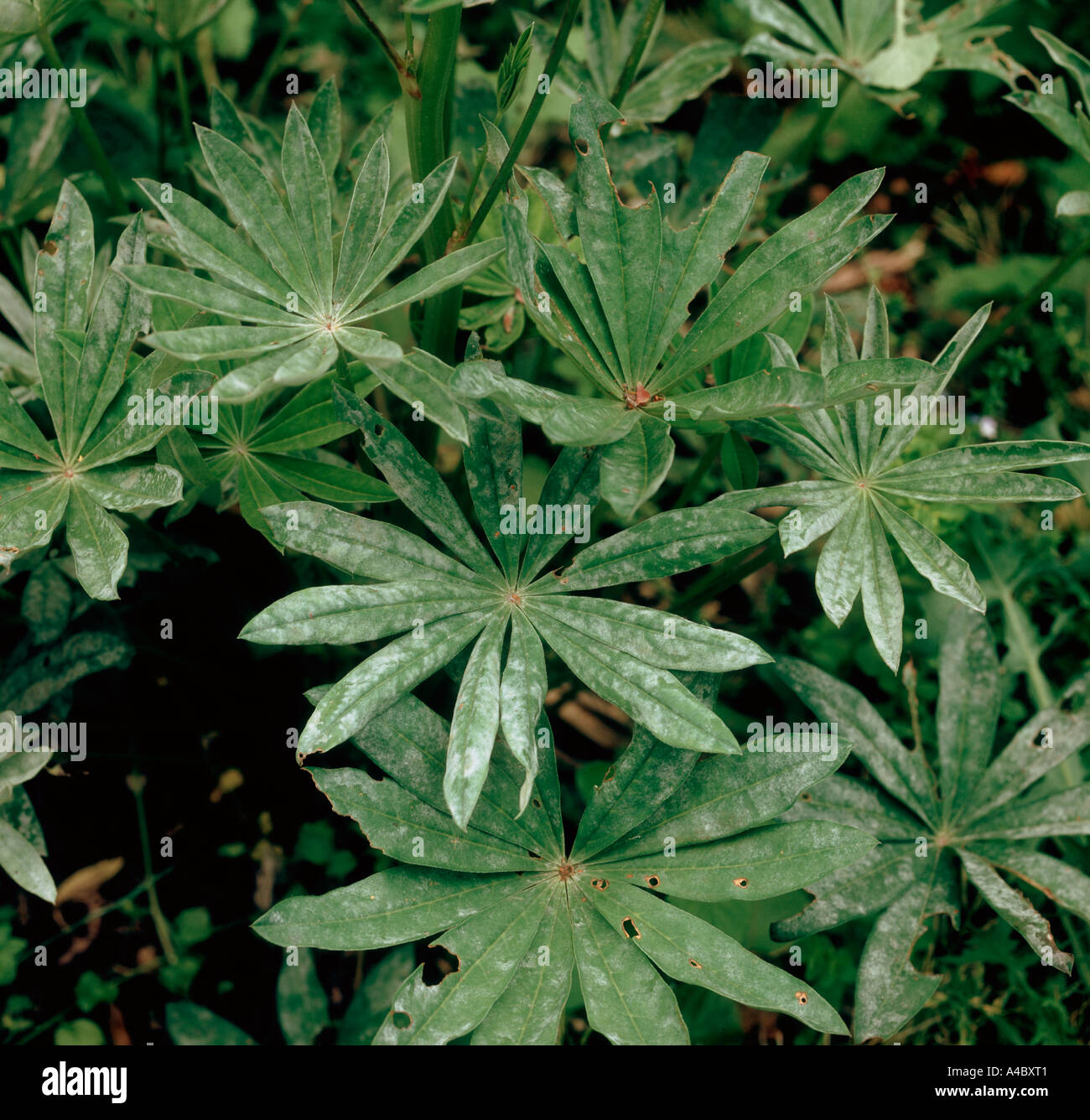 Powdery mildew on lupin leaves Stock Photo