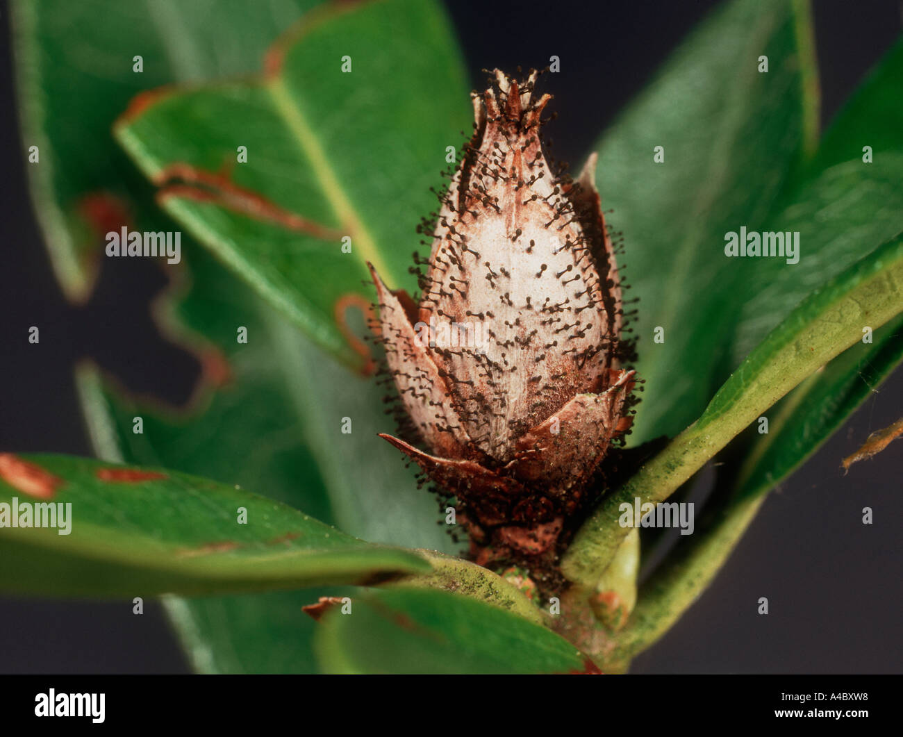 Bud blast (Pycnostysanus azaleae) on aborted Rhododendron flower bud Stock Photo