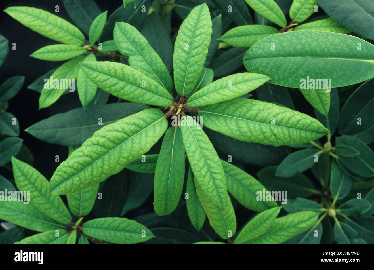 Lime induced Iron Fe deficiency in Rhododendron leaves Stock Photo Alamy