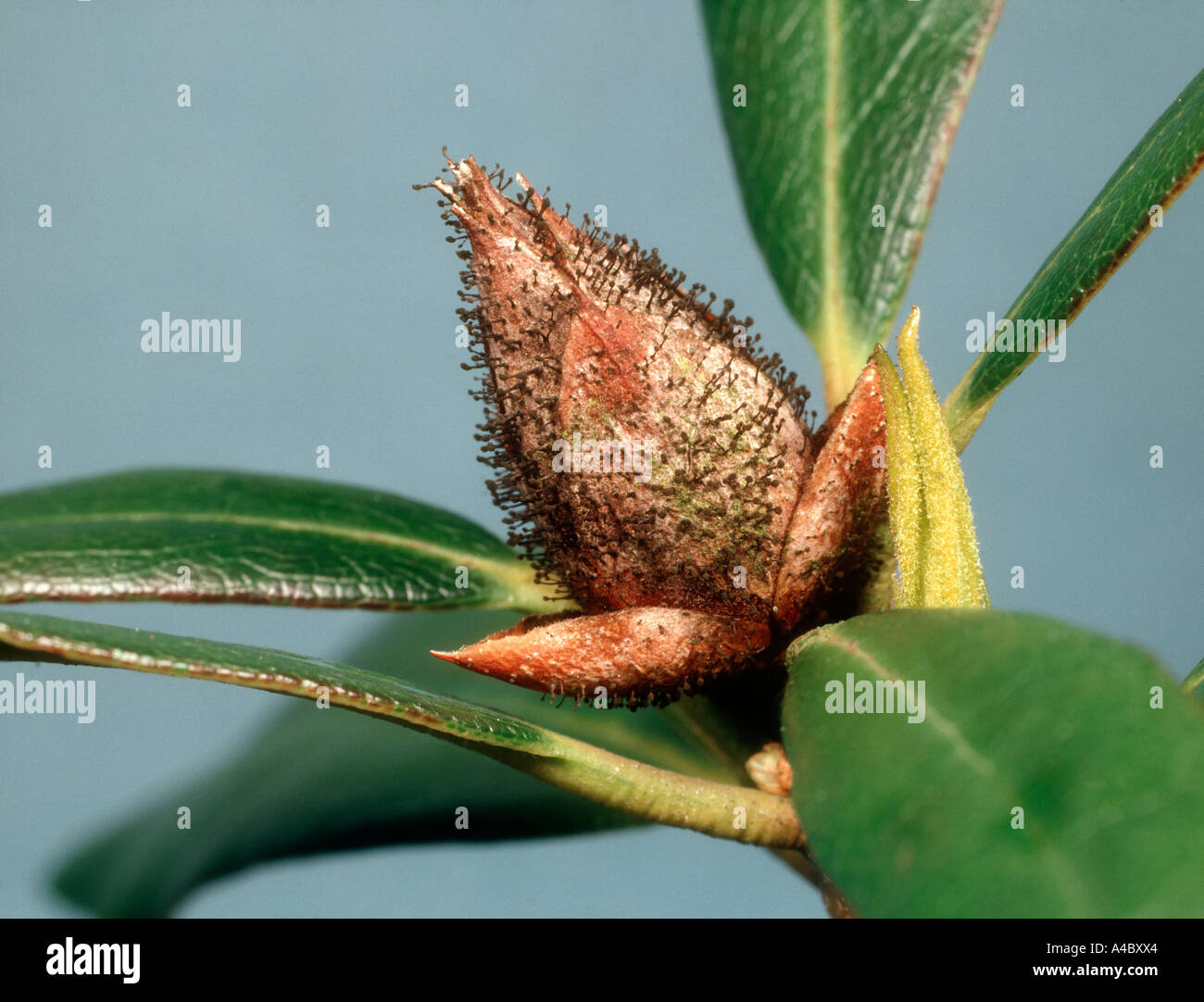 Bud blast (Pycnostysanus azaleae) on rhododendron bud Stock Photo
