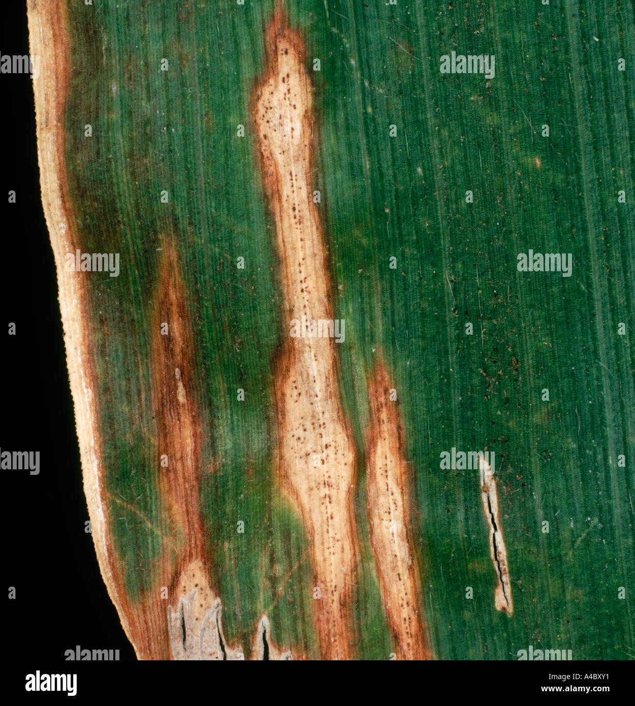 Anthacnose Colletotrichum graminicola lesions with pycnidia on a maize or corn leaf Stock Photo