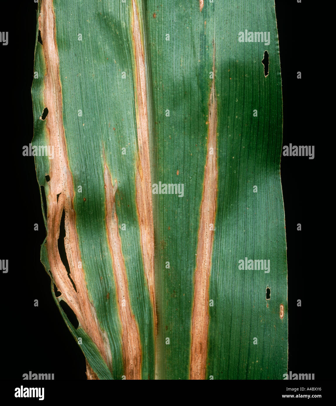 Diplodia leaf spot or leaf streak (Stenocarpella macrospora) lesion on a maize or corn leaf Stock Photo