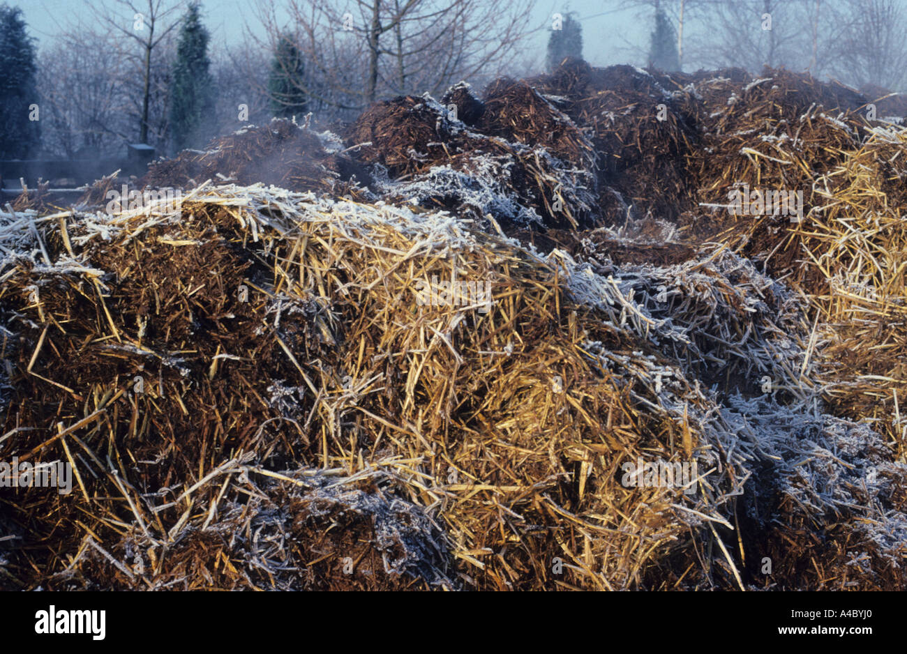 Farmyard manure heap steaming on a frosty morning Stock Photo