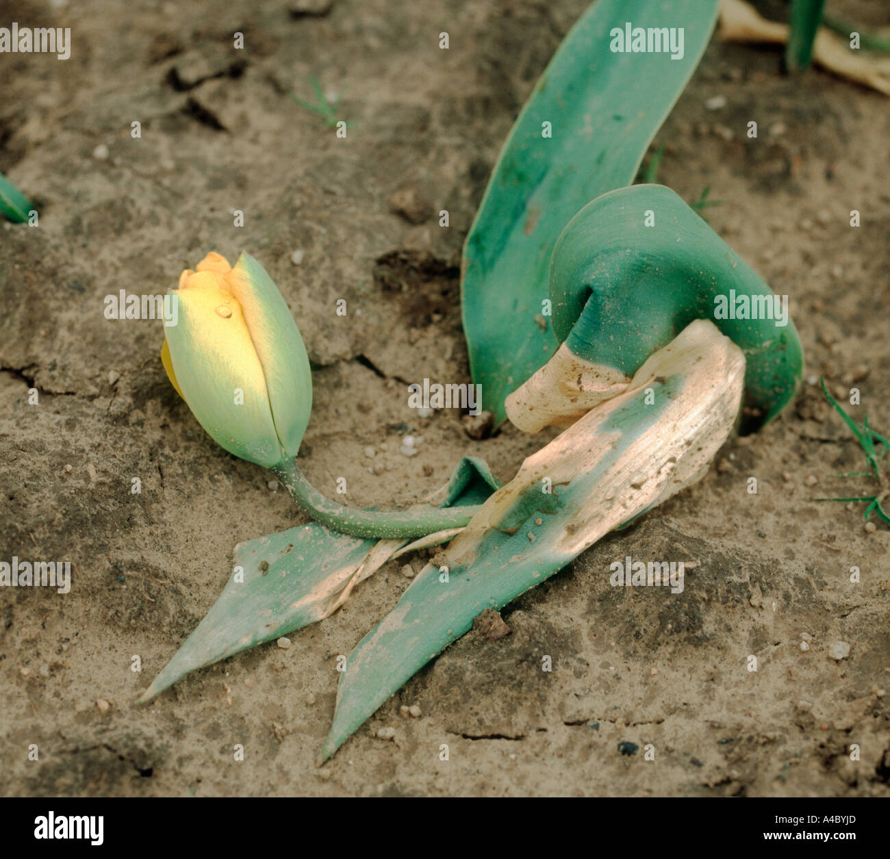 Basal rot Fusarium oxysporum causing severe wilt in a tulip plant Stock Photo