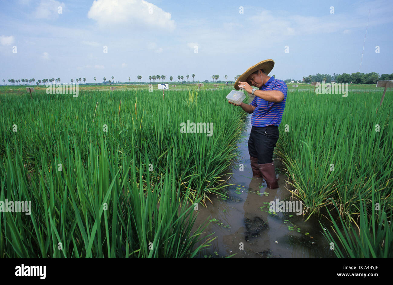 Researcher in Experimental Rice Oryza sativa field plots Stock Photo