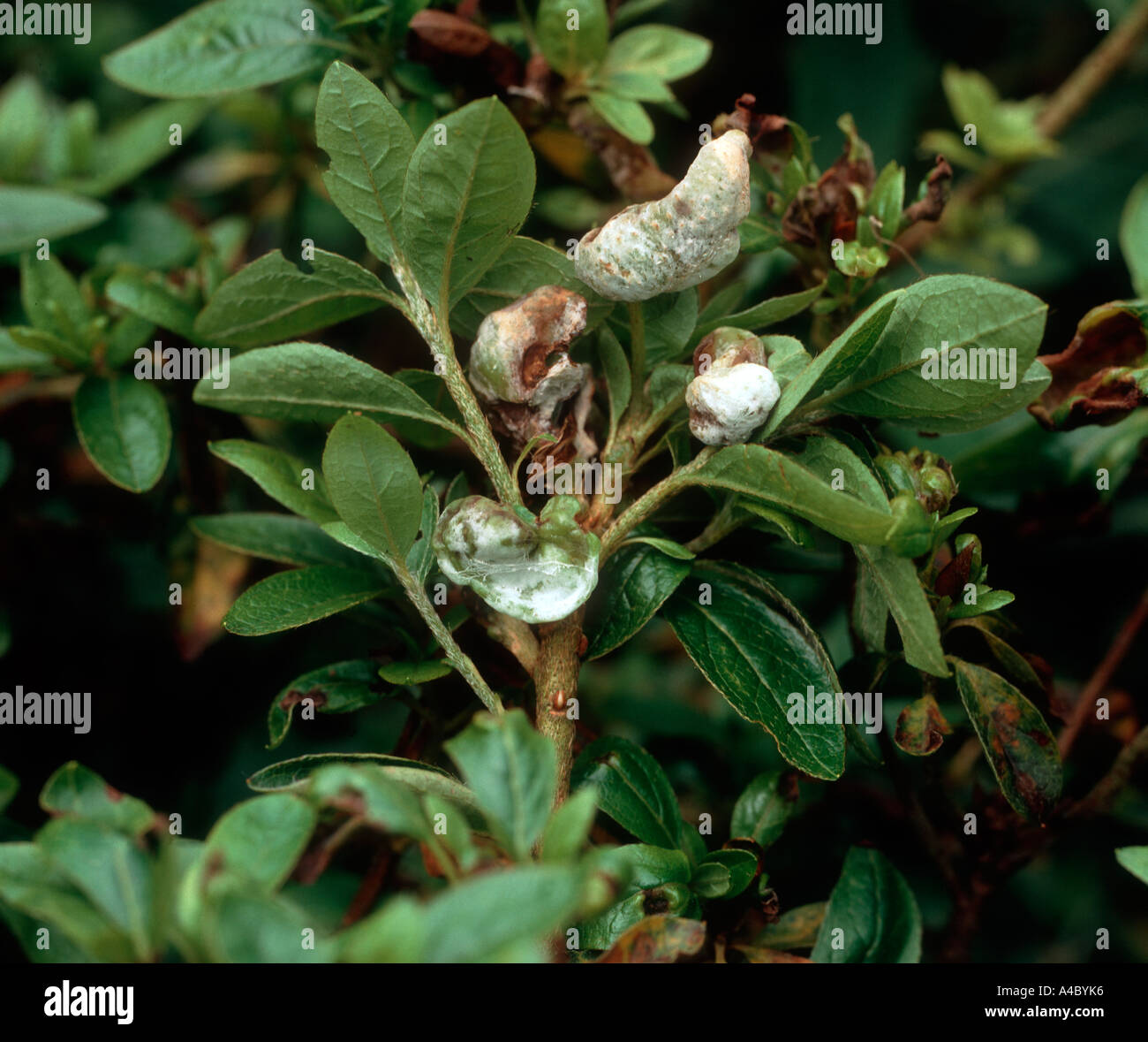 Azalea gall Exobasidium vaccini distorting the leaves of an azalea shrub Stock Photo