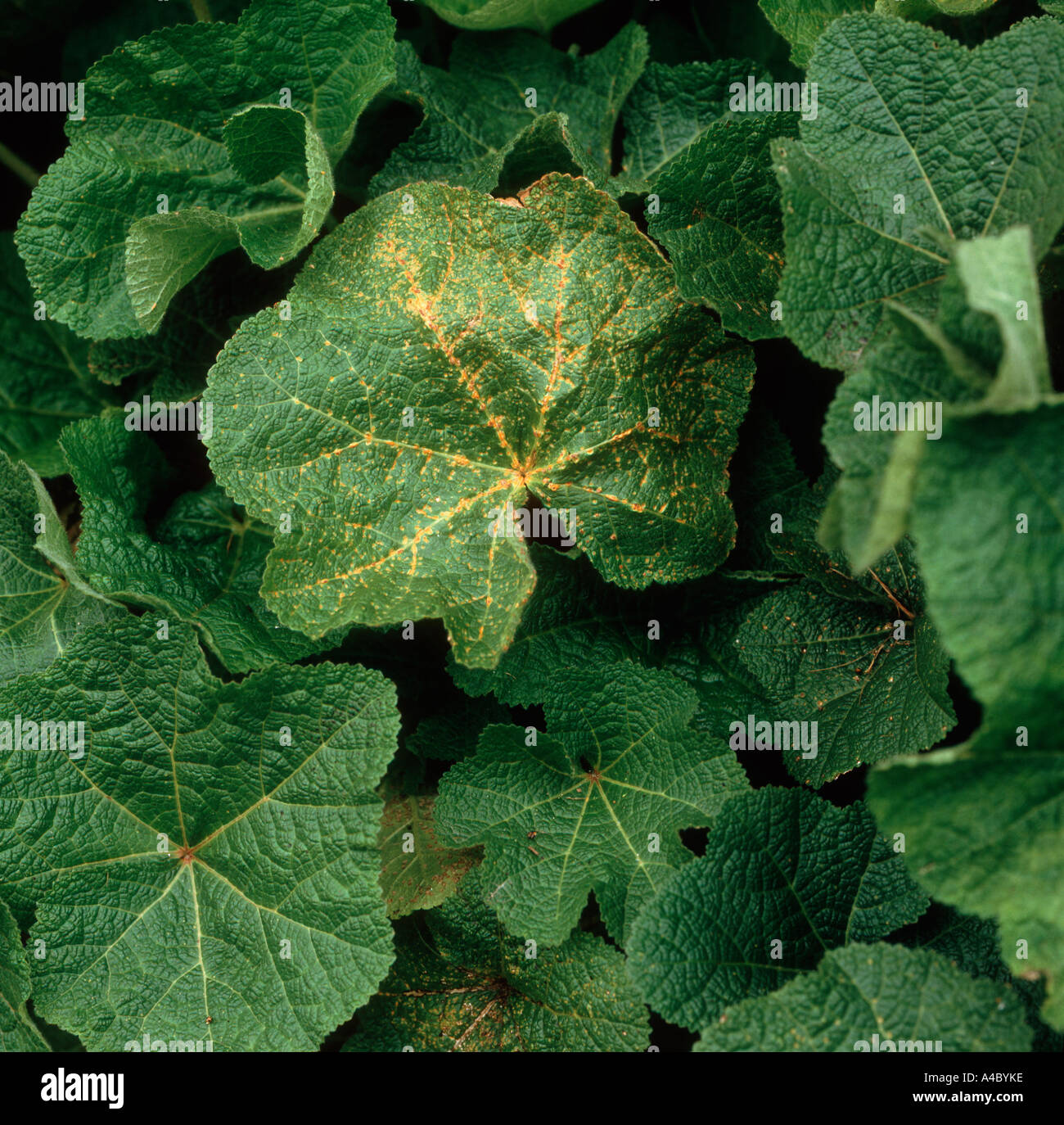 Hollyhock rust Puccinia malvacearum on hollyhock foliage Stock Photo
