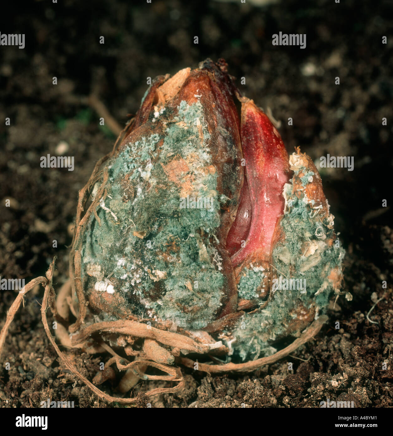 Blue mould storage rot Penicillium sp on lily bulb Stock Photo