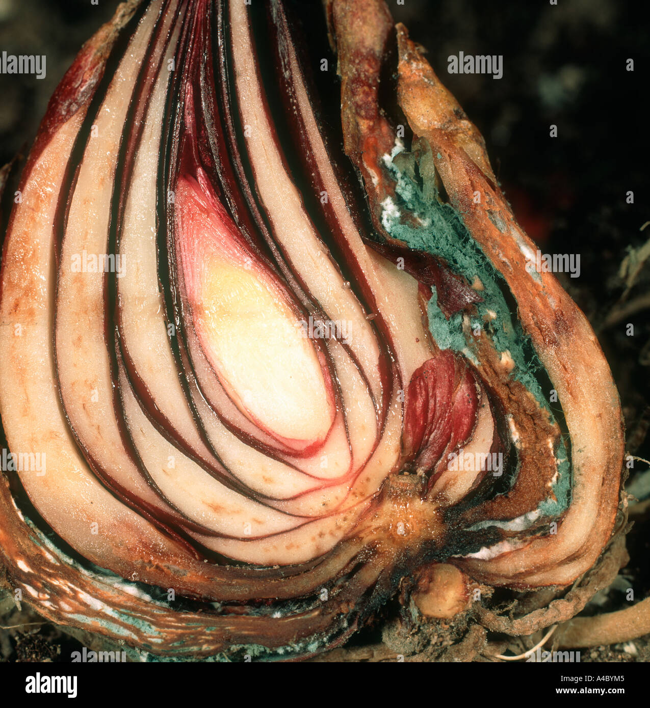 Blue mould Penicillium spp rot in lily bulb Stock Photo