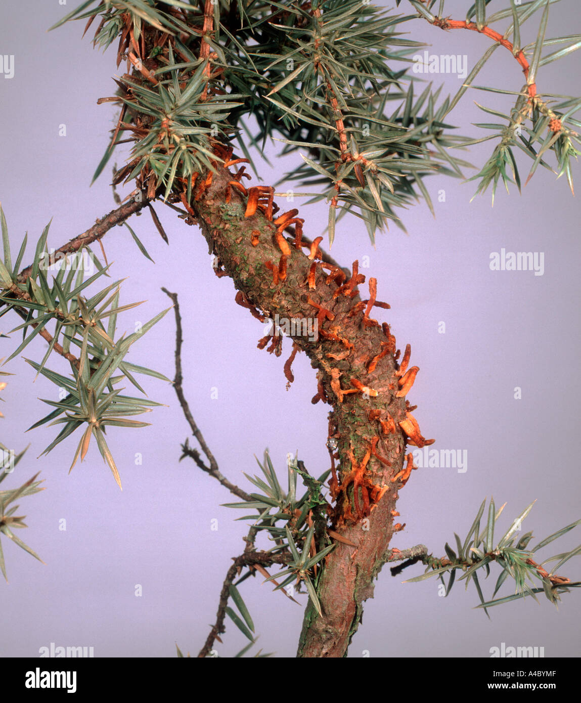 Hawthornm rust Gymnosporangium clavariiforme on Juniperus communis shoot Stock Photo
