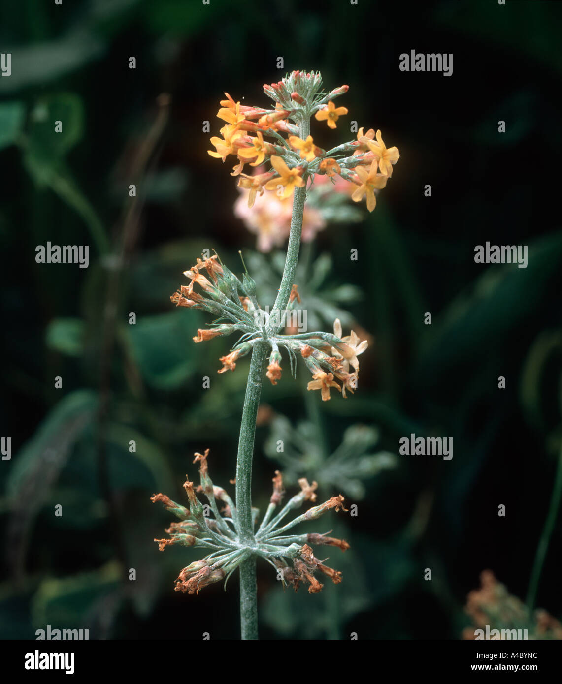 Powdery mildew on Candelabra primula Primula sp Stock Photo
