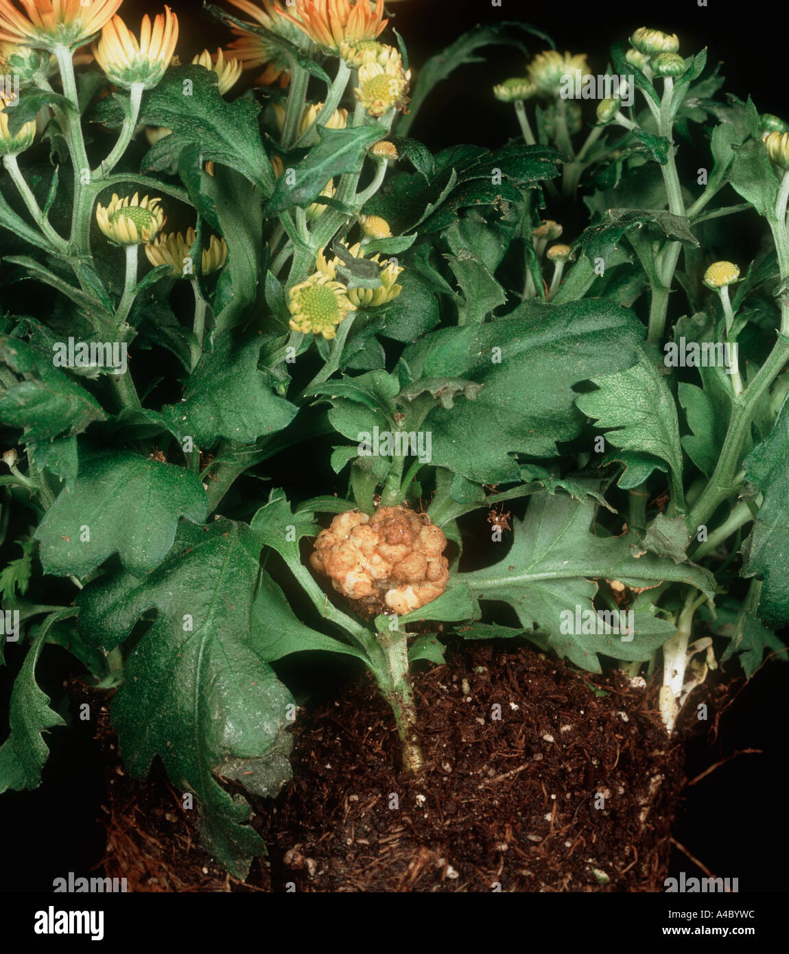 Crown gall Agrobacterium radiobacter var tumefasciens on Chrysanthemum plant Stock Photo