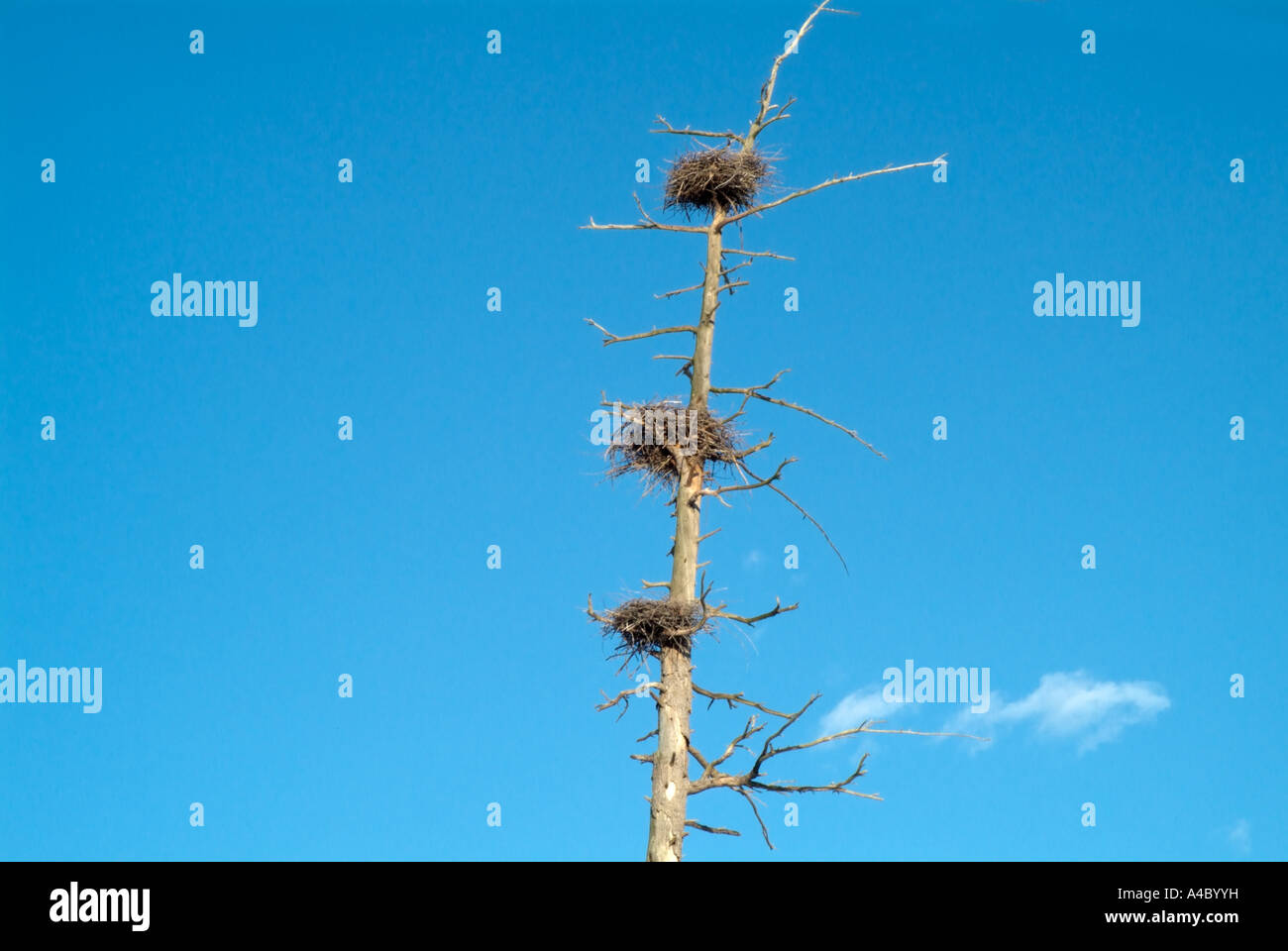 Blue Heron Nests located high in dead trees in a wetlands area in New Hampshire USA Located in New England Stock Photo