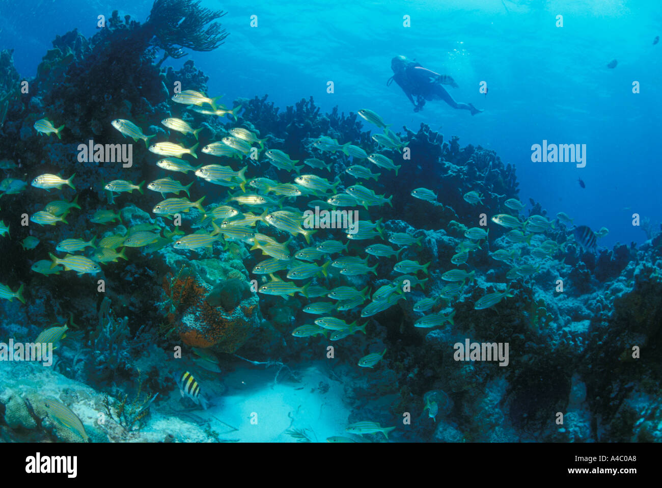 A DIVER ON MOLASSES REEF IN KEY LARGO FLORIDA APPROACHES A SCHOOL OF