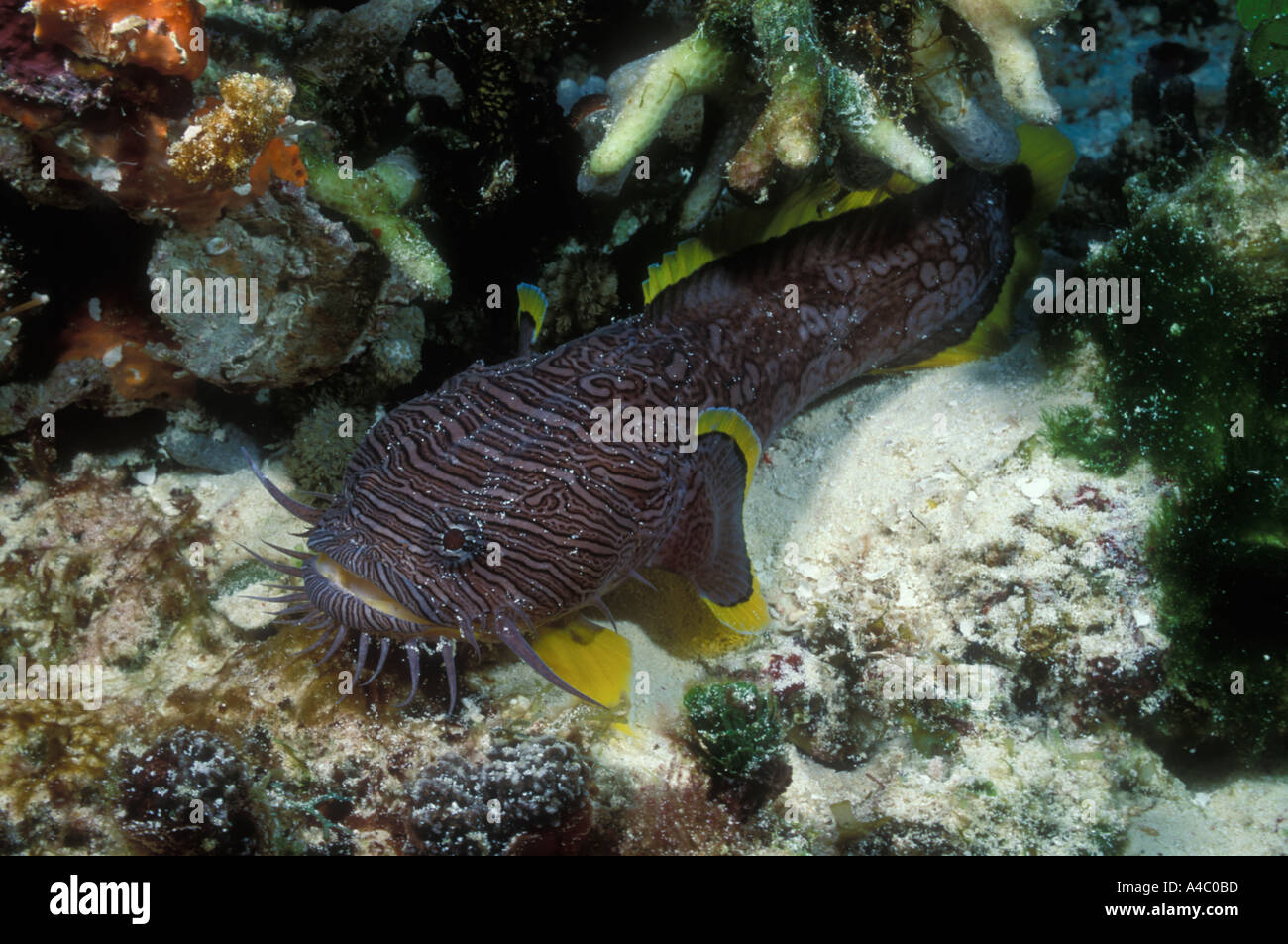 SPLENDID TOADFISH SANOPUS SPLENDIDUS Stock Photo
