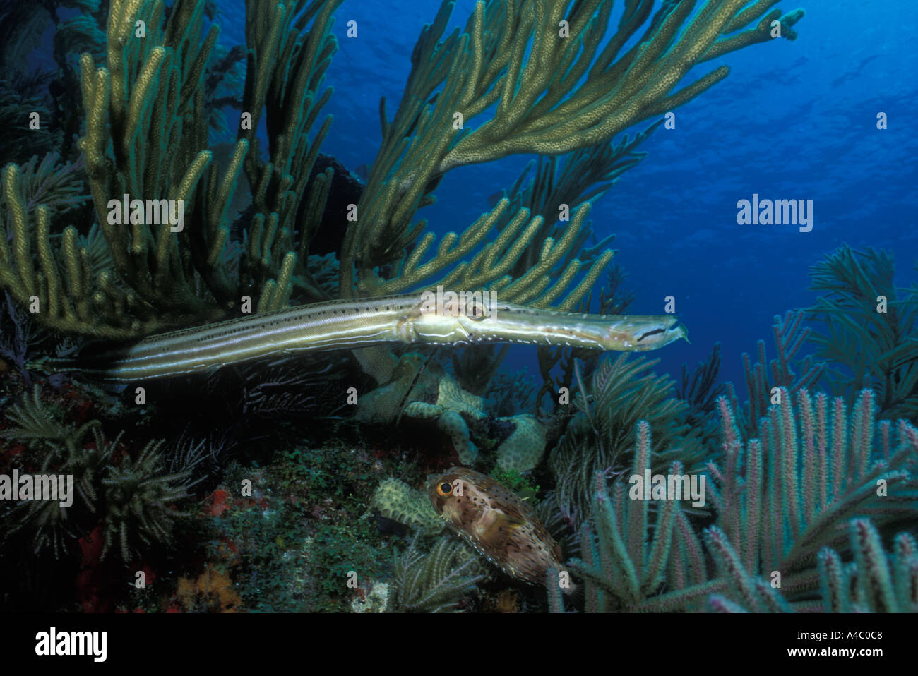TRUMPETFISH AULOSTOMUS MACULATUS Stock Photo - Alamy