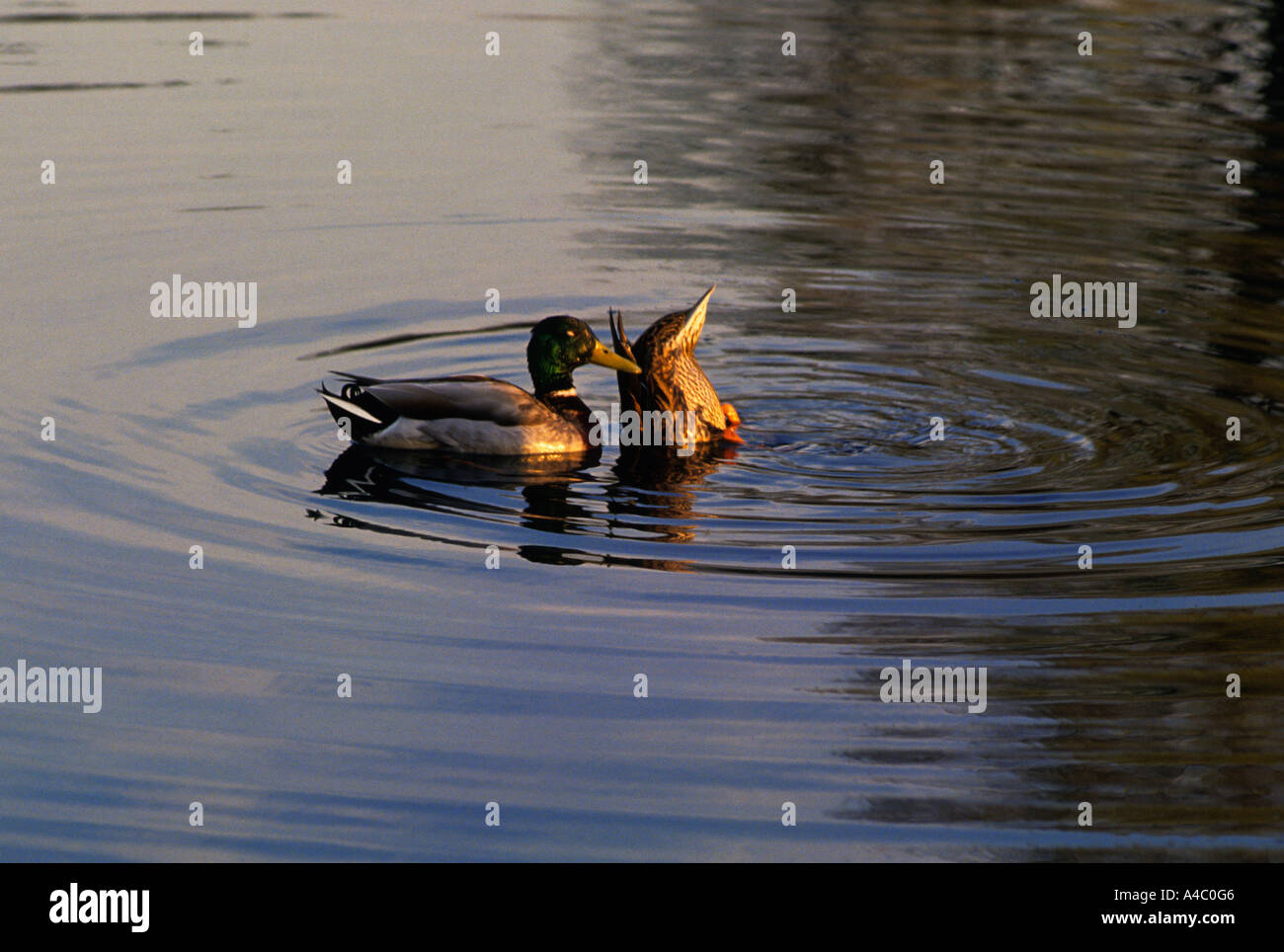 USA Washington DC Two Ducks in the Reflecting Pool at Dusk Stock Photo