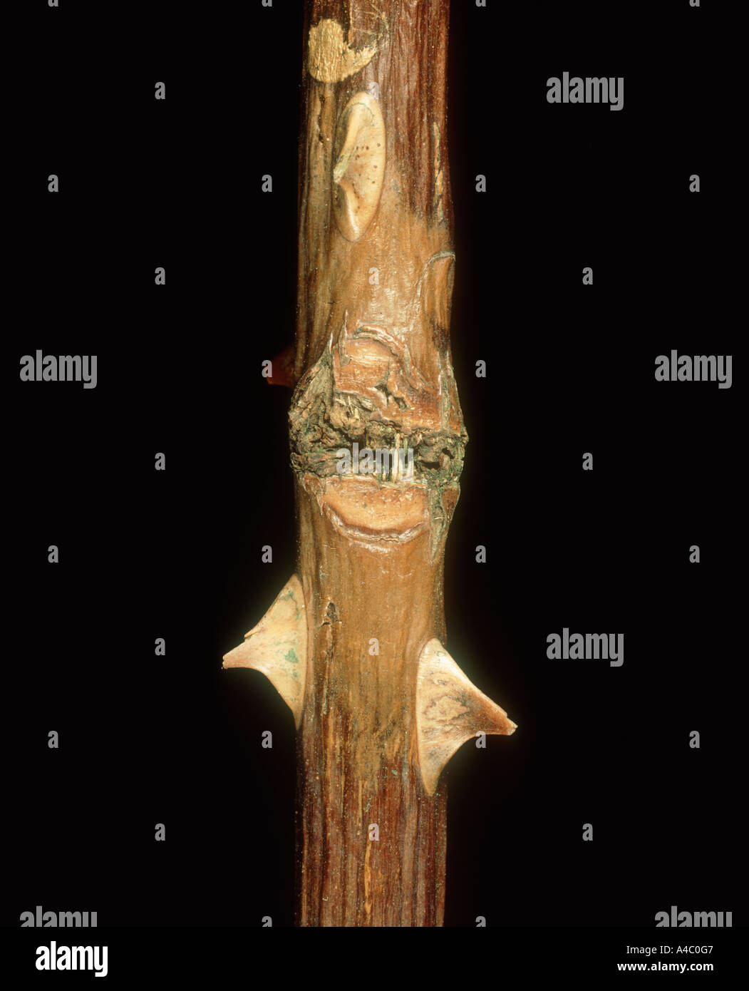 Stem canker Clethridium corticola lesion on rose stem Stock Photo