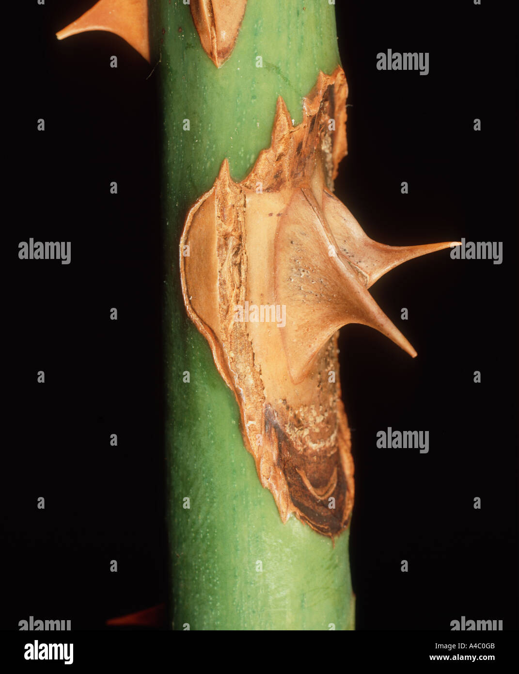 Brand Canker Coniothyrium wernsdorffiae infection around rose thorn Stock Photo