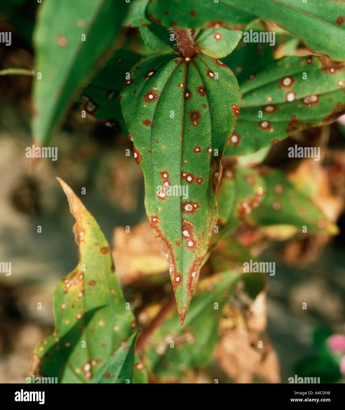 Leaf spot Cercospora zinniae on Zinnia leaves Stock Photo