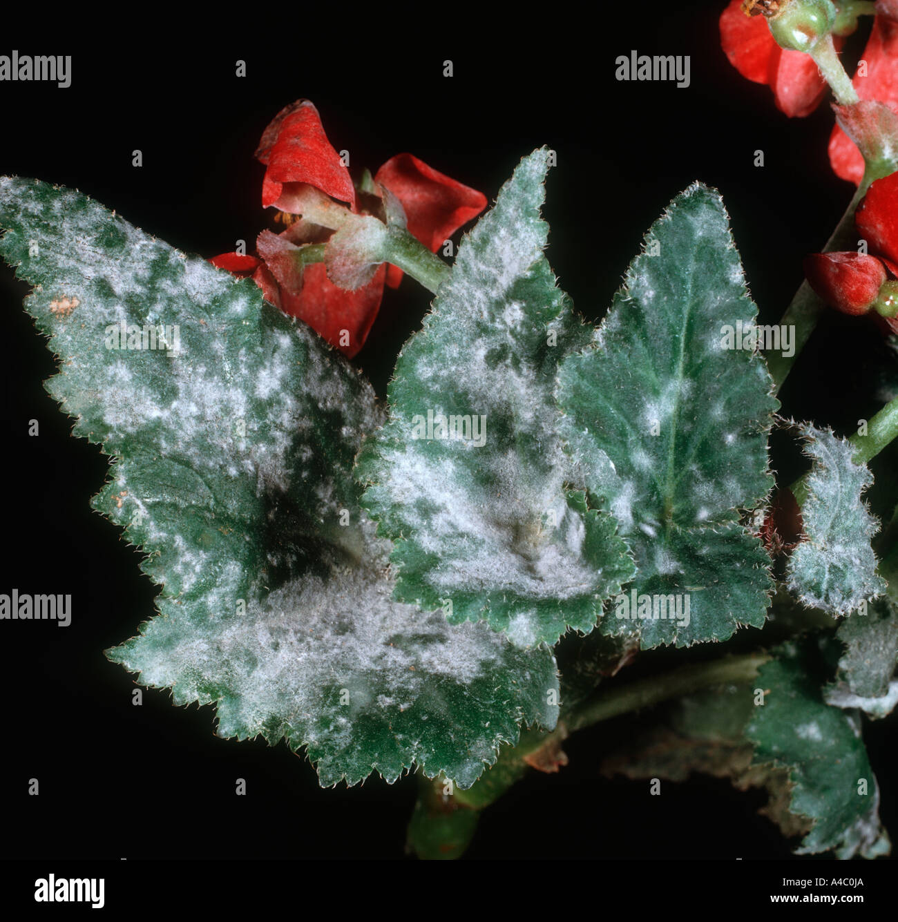 Powdery mildew Oidium begoniae on begonia leaves Stock Photo Alamy