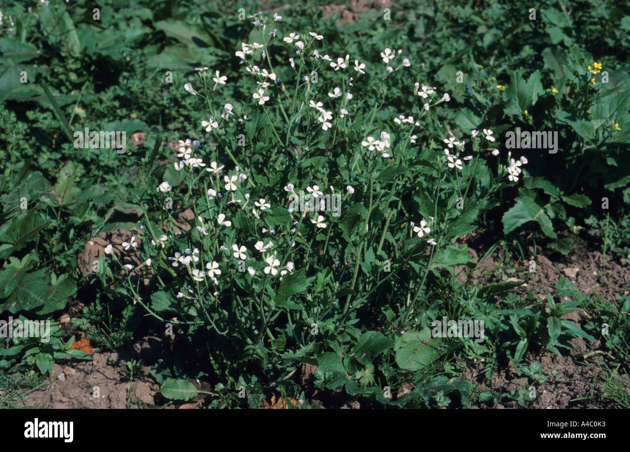 Wild Radish or Runch Raphanus raphanistrum in Flower Stock Photo