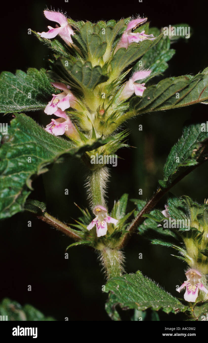 Common Hemp nettle Galeopsis tetrahit in flower Stock Photo