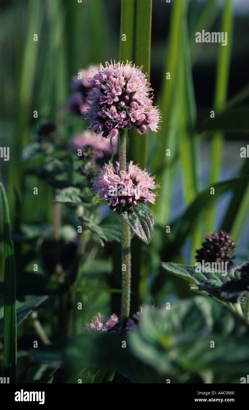 Common Catmint Mentha arvensis in Flower Stock Photo