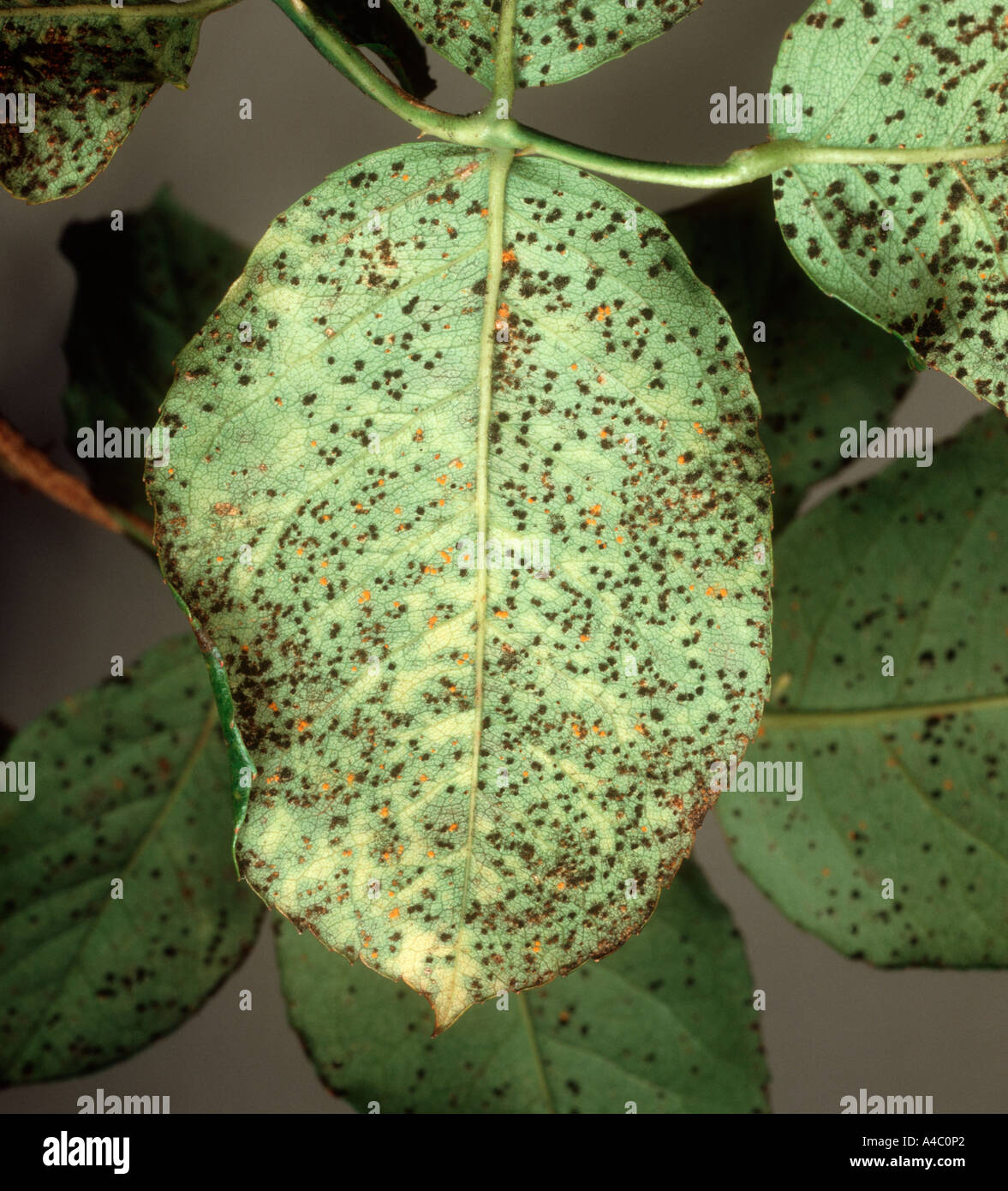 Rose rust Phragmidium tuberculatum teliospore pustules on leaf underside Stock Photo