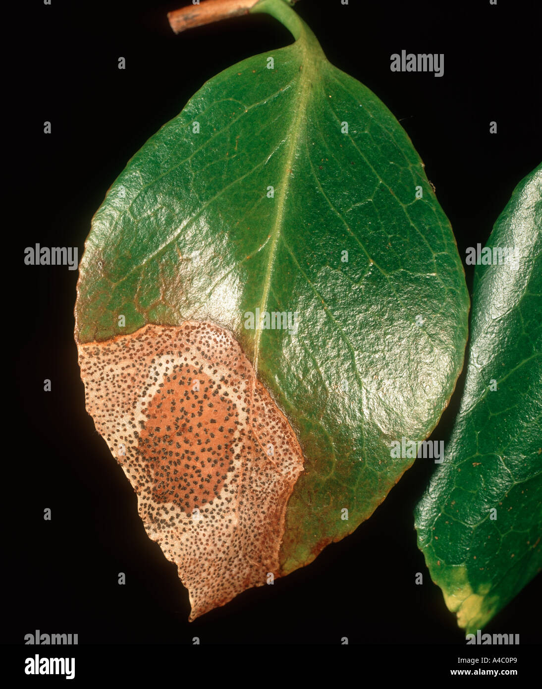 Camellia leaf spot Pestalotiopsis guepini on Camellia leaf Stock Photo