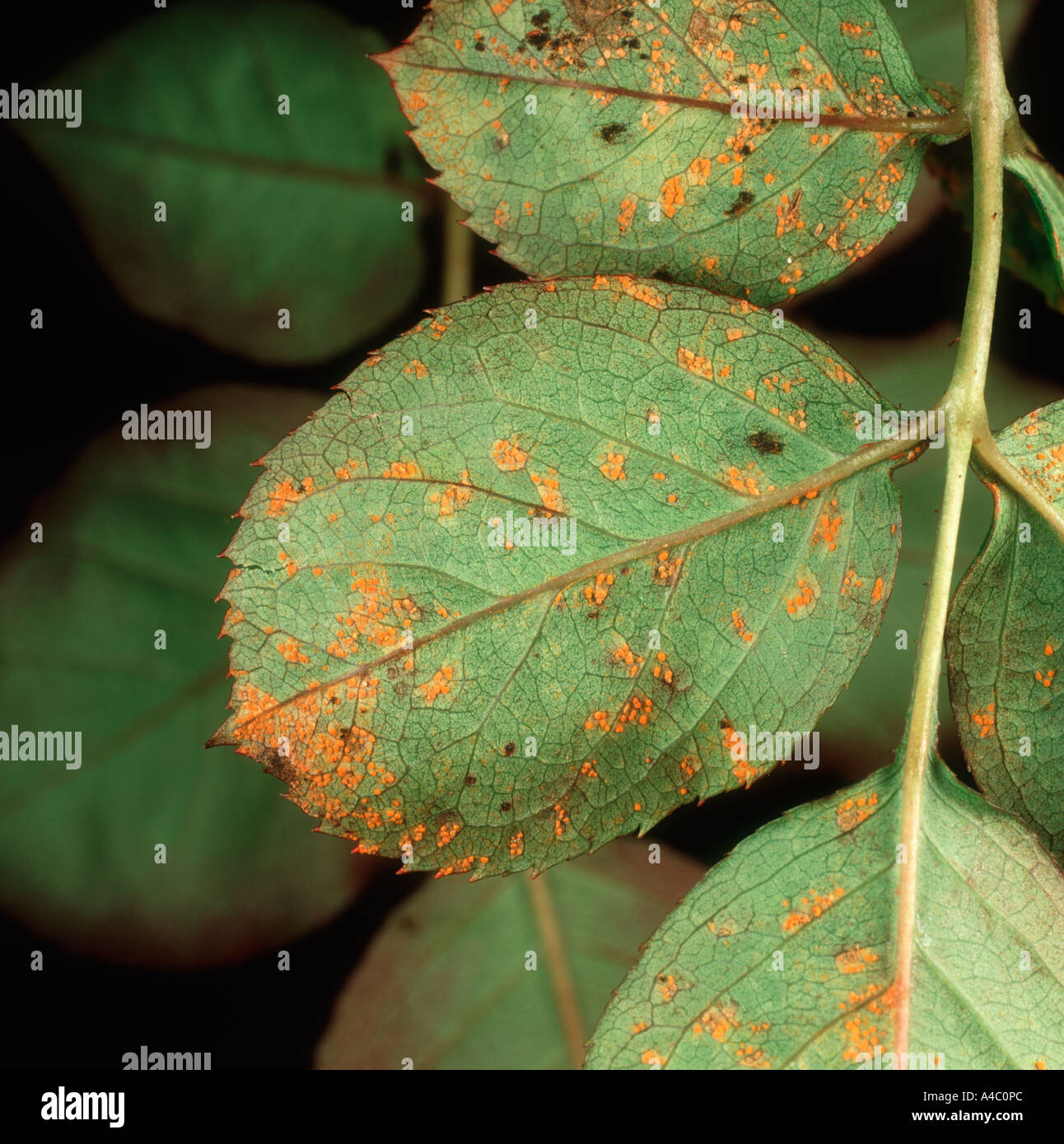 Rose rust Phragmidium tuberculatum uredospore pustules on leaf underside Stock Photo