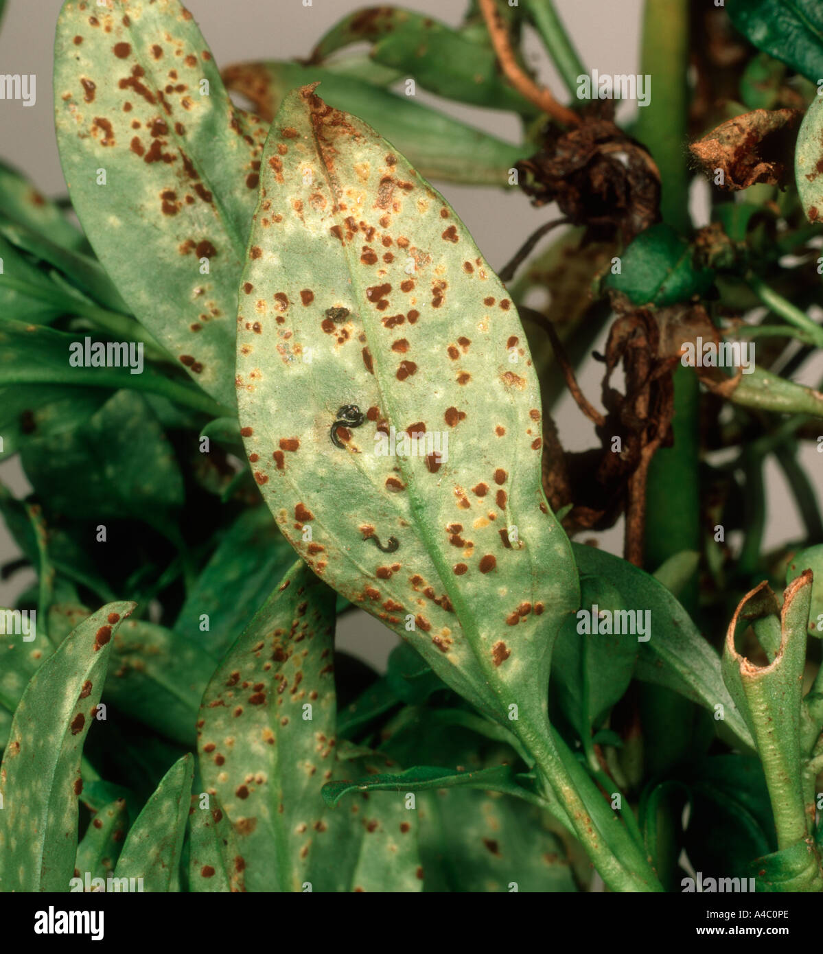 Antirrhinum rust Puccinia antirrhini pustules on leaf underside Stock Photo