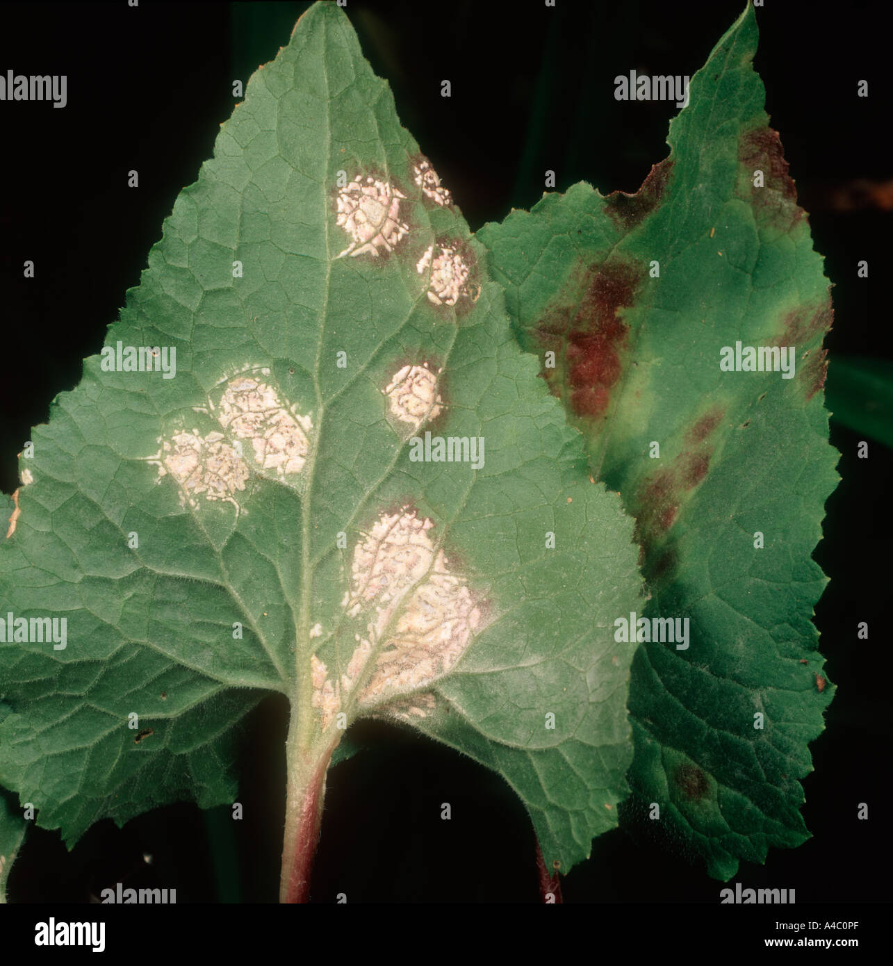 White blister rust Albugo candida on honesty Lunaria annua leaf Stock Photo