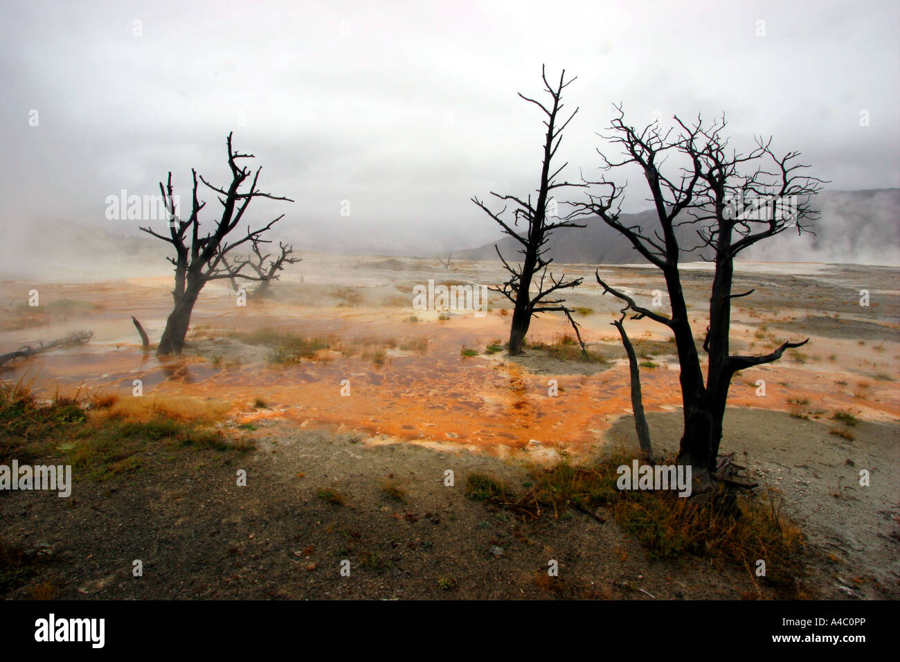 angel terrace, mammoth hot springs, yellowstone national park Stock