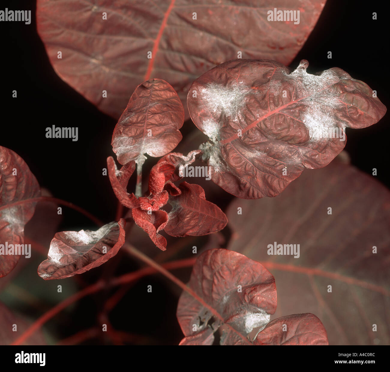Powdery mildew on smoke tree Cotinus coggyria leaves Stock Photo