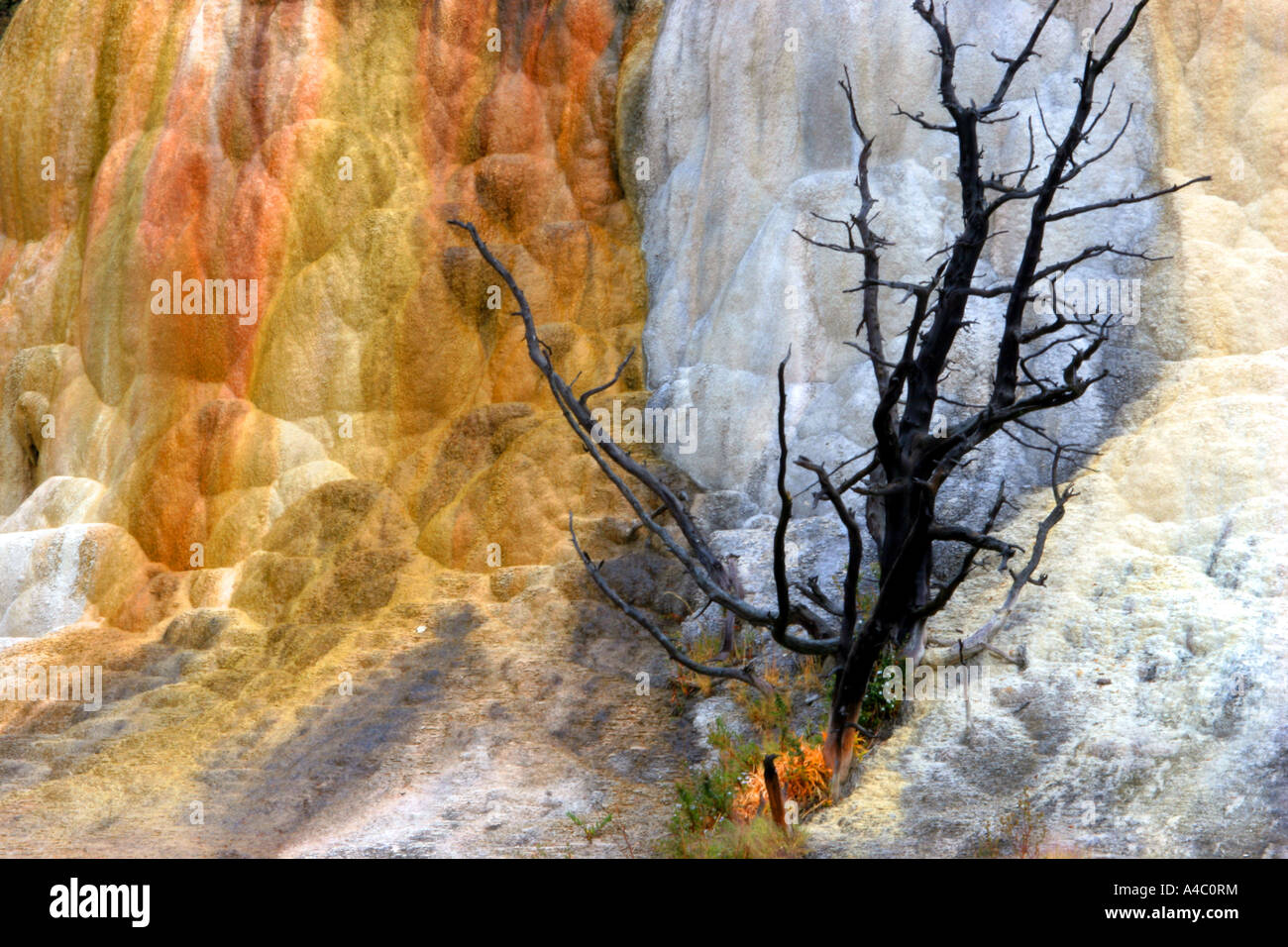Angel of the wilderness hi-res stock photography and images - Alamy