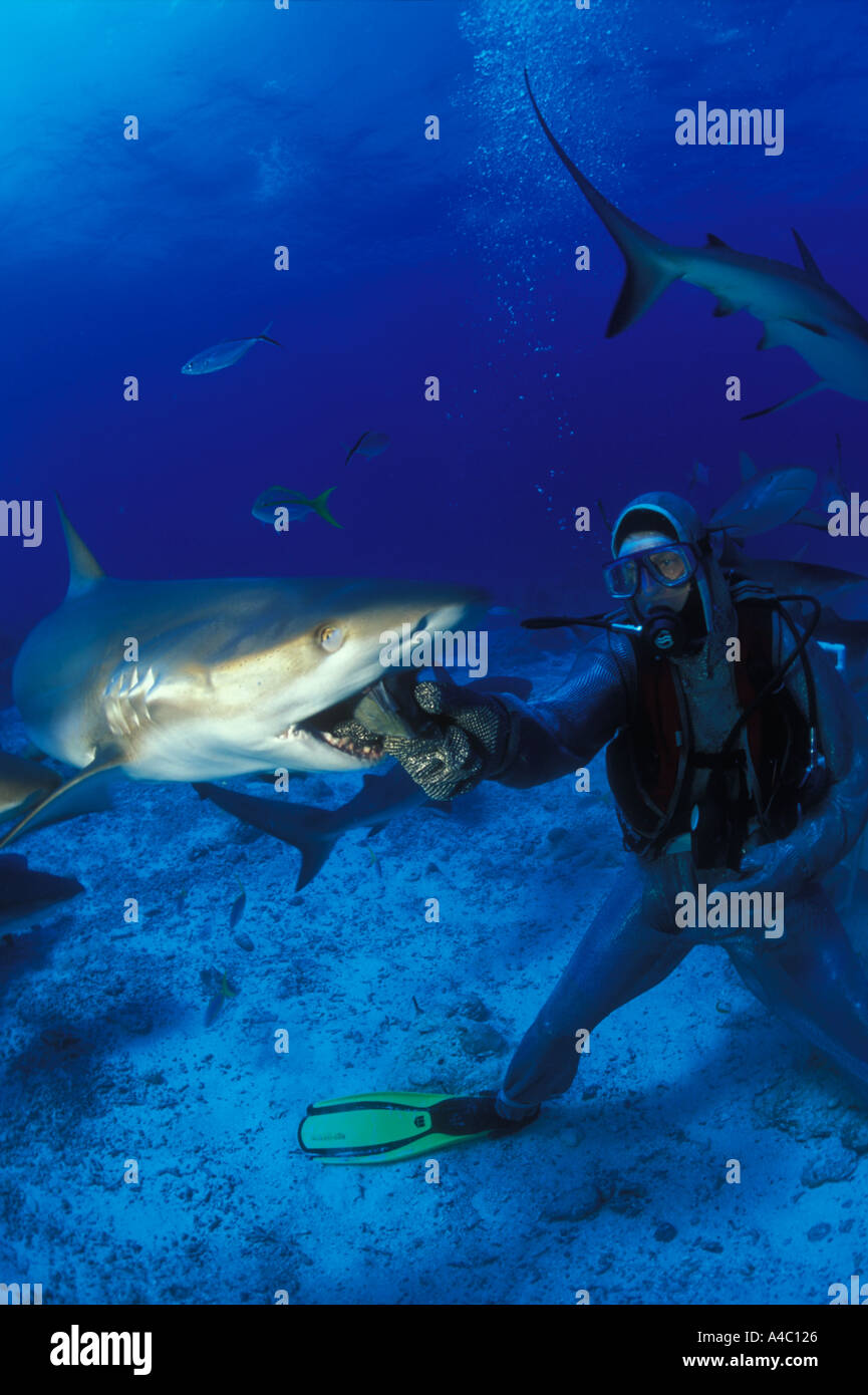 A DIVER IN A CHAIN MAIL SUIT HAND FEEDS A REEF SHARK IN THE BAHAMAS