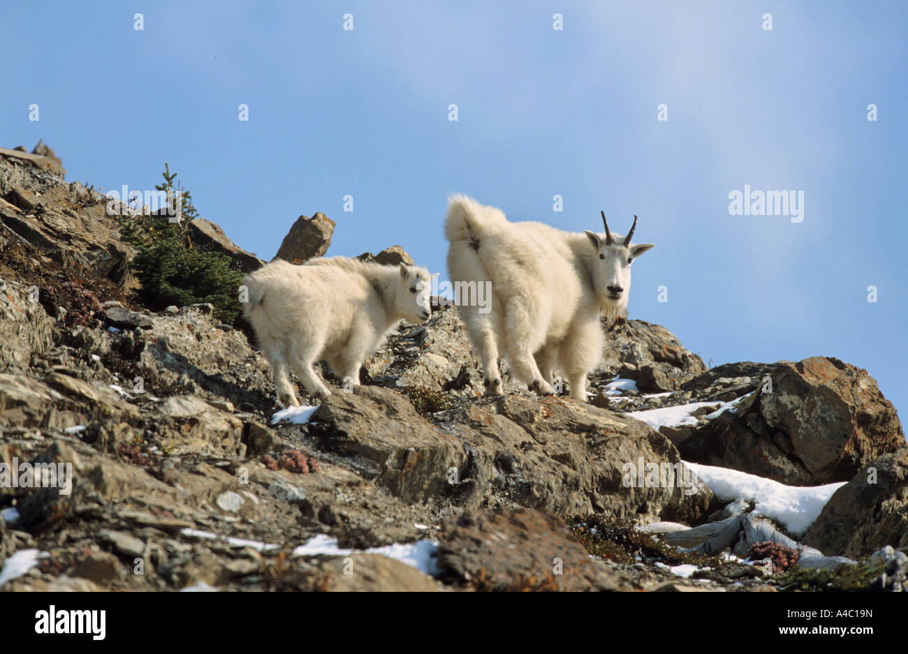 Mountain Goat (Oreamnos americanus). Nanny with kid Stock Photo - Alamy